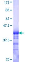 Human GB5 / GNB5 Protein (Recombinant GST, N-terminus)