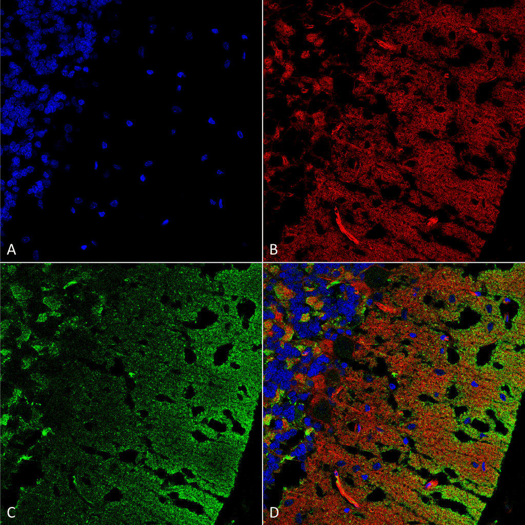 Monoclonal Mouse anti-Human SNCA / Alpha-Synuclein Antibody (clone 3C11, PerCP, IF, WB)