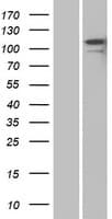 CNTN2 / TAX Protein (Over-Expression Lysate Myc-DDK (Flag))