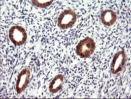 Monoclonal Mouse anti-Human CHAC1 / MGC4504 Antibody (clone OTI1E2, Carrier-free, IHC, IF, WB)