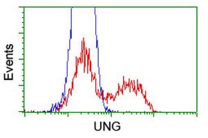 UNG / Uracil DNA Glycosylase Antibody (clone OTI1F8)