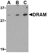 IHC-plus™ DRAM1 / DRAM Antibody