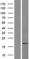 RPL22L1 Protein (Over-Expression Lysate Myc-DDK (Flag))