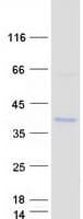 Human CDC42EP3 Protein (Recombinant Myc-DDK (Flag))