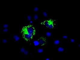 HMRF1L / MTRF1L Antibody (clone OTI1B3, Carrier-free)