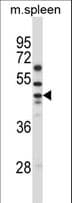 SLC30A6 Antibody (aa282-310)