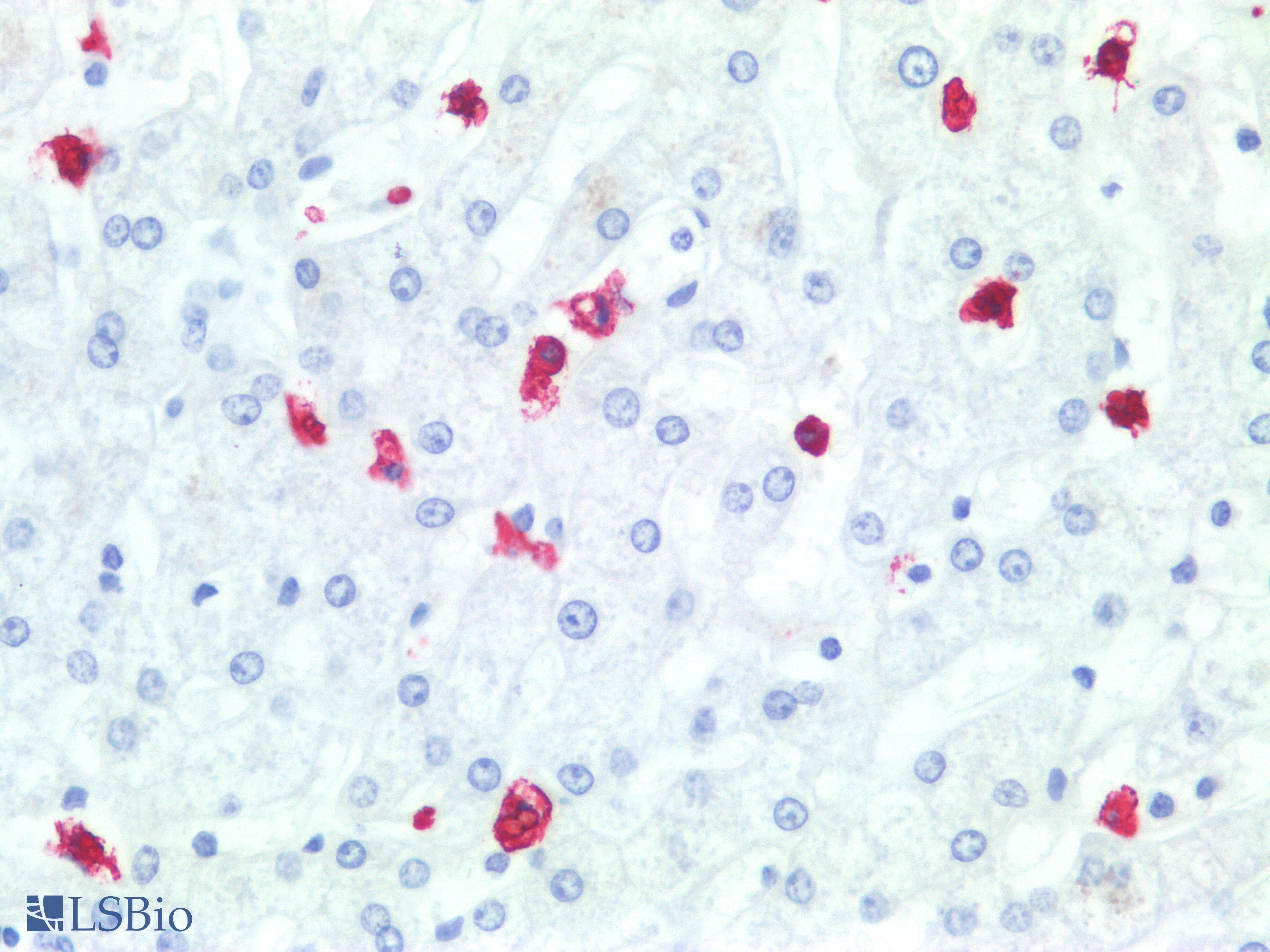 SSEA-1 / Lewis x / CD15 Antibody