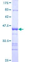 Human IKZF4 / EOS Protein (Recombinant GST, N-terminus)