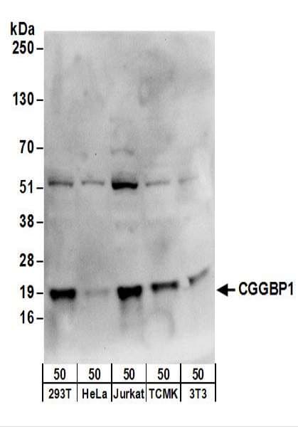 CGGBP1 Antibody (aa100-150)