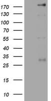 PEG3 Antibody (aa1-364, clone OTI1E10, Carrier-free)