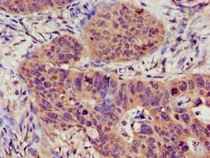 TRPC1 Antibody