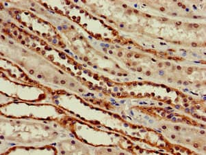 SLC6A13 / GAT-2 Antibody