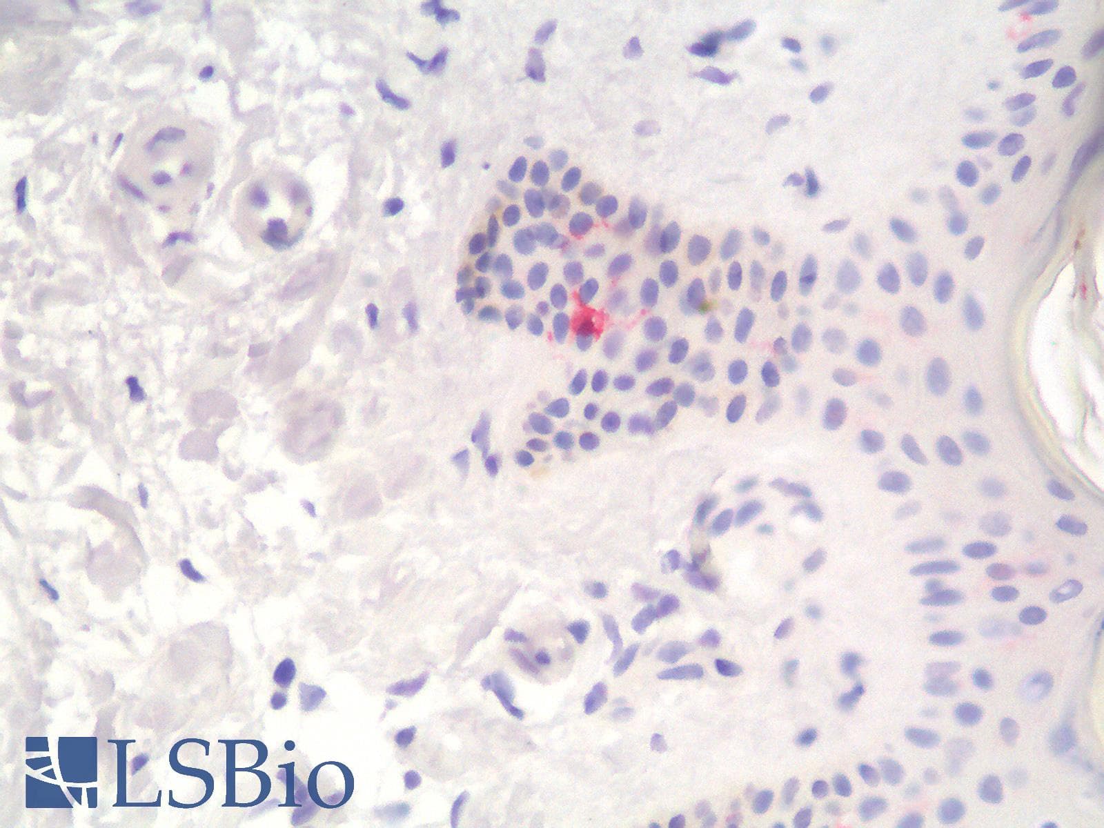 PathPlus™ CD1A Antibody (clone C1A/1506R)