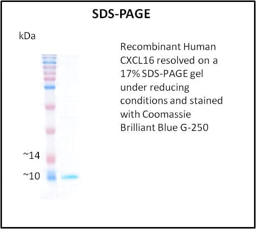 Human CXCL16 Protein (Recombinant)