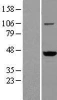 VAT1 Protein (Over-Expression Lysate Myc-DDK (Flag))