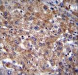 PLEKHA4 Antibody (aa21-50)