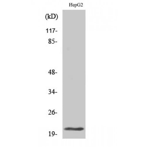 Polyclonal Rabbit anti-Human MRPL41 / PIG3 / BMRP Antibody (50-130 aa, Internal, IHC, WB)