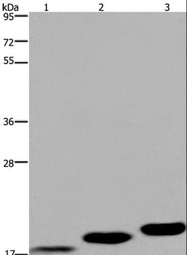 MRLC2 / MYL12B Antibody