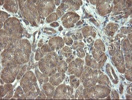 VBP1 Antibody (clone OTI1D1)