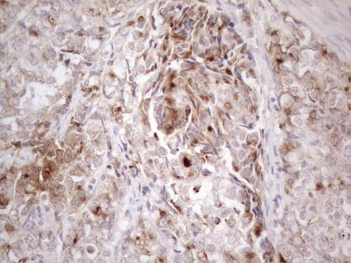 SFRP2 Antibody (aa25-295, clone OTI6E1)