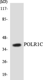 POLR1C / RPA39 Antibody (aa87-136)