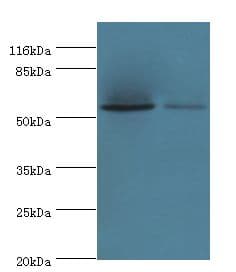 PAIP1 Antibody (aa1-260)