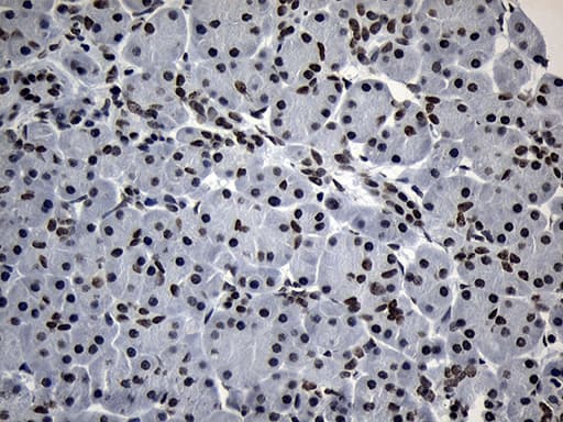 Monoclonal Mouse anti-Human ZNF705D Antibody (clone OTI1G1, IHC, WB)