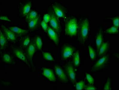 BRCC45 / BRE Antibody