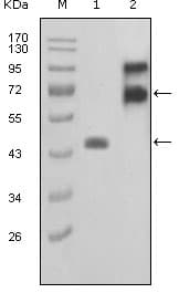 Monoclonal Mouse anti-Human FBLN2 / Fibulin 2 Antibody (clone 7H4F6, WB)