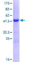 Human NTMT1 / C9orf32 Protein (Recombinant GST)