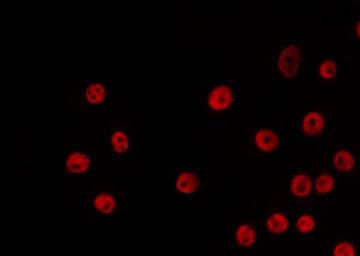 USF2 Antibody
