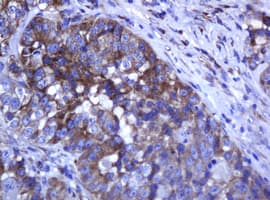 ARMC1 Antibody (clone OTI2B12, Carrier-free)