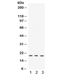 IL7 Antibody