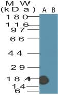 Polyclonal Rabbit anti-Mouse Fragilis / IFITM3 Antibody (aa1-50, WB)