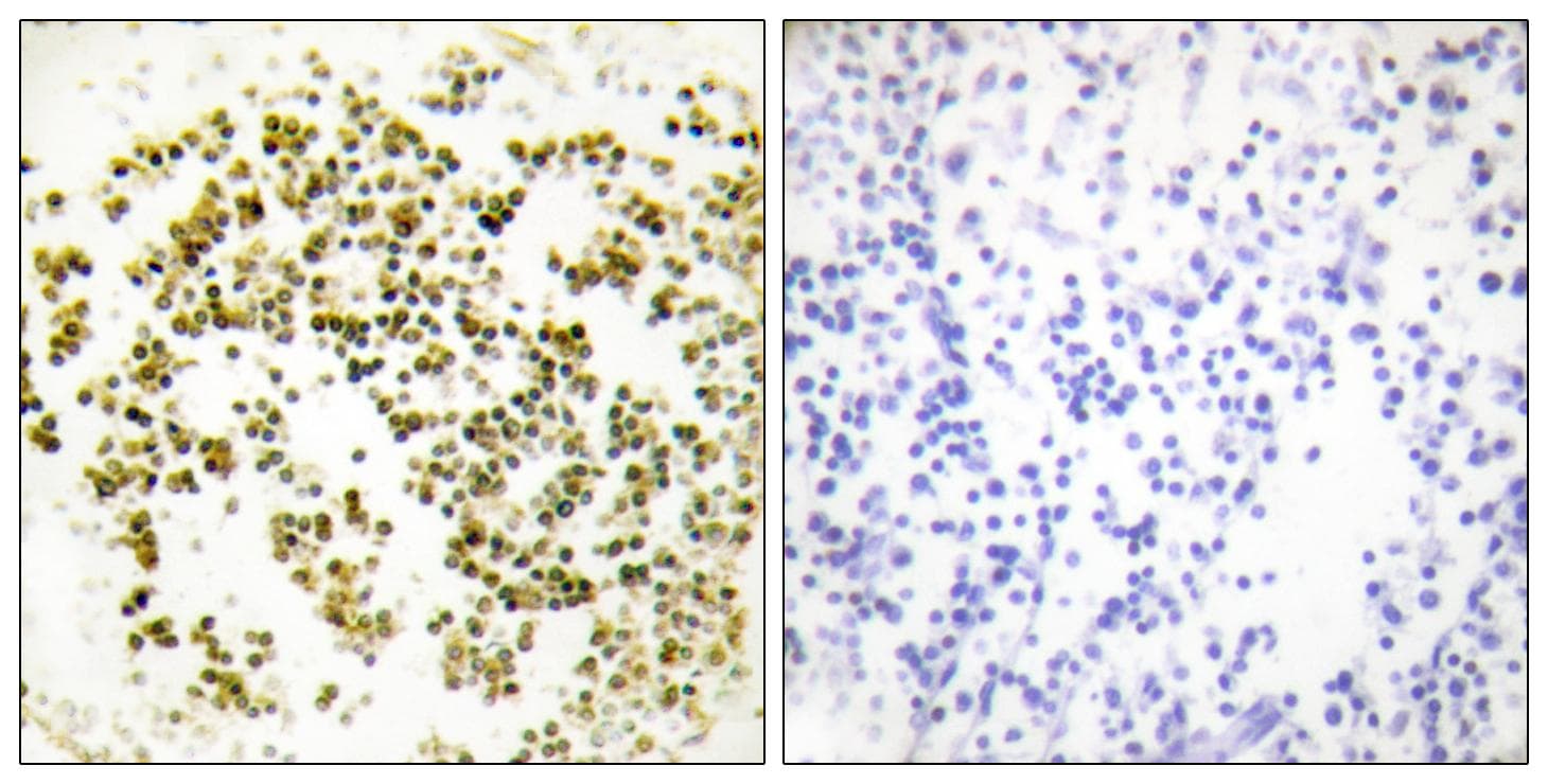 MSC / Musculin Antibody
