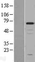 CHGA / Chromogranin A Protein (Over-Expression Lysate Myc-DDK (Flag))