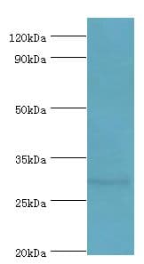SPIN2B Antibody (aa1-258)