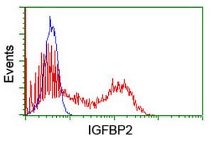 IGFBP2 / IGF-BP53 Antibody (clone OTI1A7, Carrier-free)