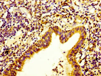 ITGA3 / CD49c Antibody
