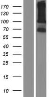 LRRC66 Protein (Over-Expression Lysate Myc-DDK (Flag))