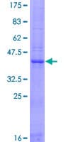 Human EDDM3A / FAM12A Protein (Recombinant GST)