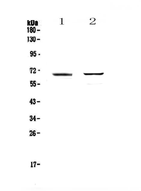 RUNX1T1 / ETO Antibody