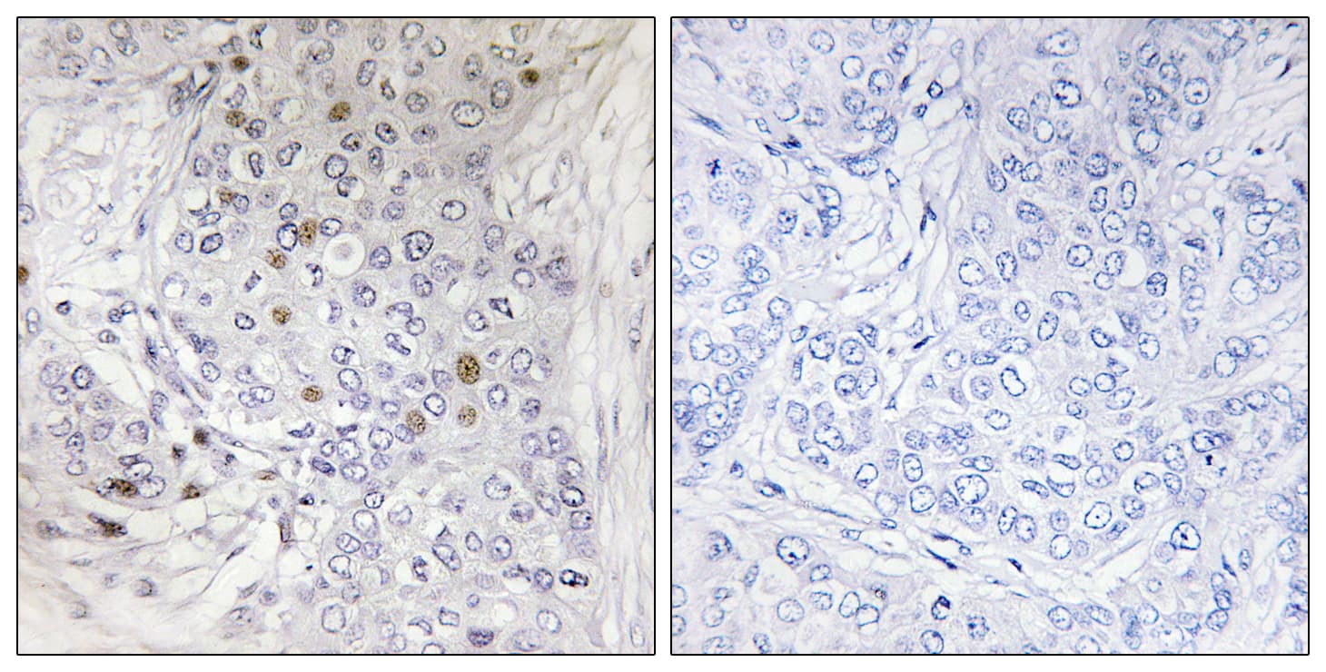 MAFF Antibody (aa51-100)
