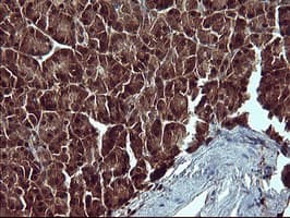BID Antibody (clone OTI4A1)