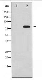 Polyclonal Rabbit anti-Human MAPT / Tau Antibody (WB)