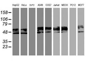 NPTN / SDR1 Antibody (clone OTI3C4, Carrier-free)