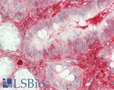FN1 / Fibronectin Antibody