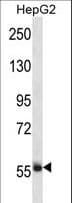 SP3 Antibody (aa292-321)