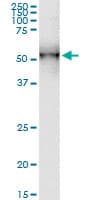 Monoclonal Mouse anti-Human DDOST / OST48 Antibody (clone 2D7, IF, WB)