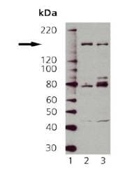 PathPlus™ Polyclonal Rabbit anti-Human NOS1 / nNOS Antibody (C-Terminus, IHC, WB)